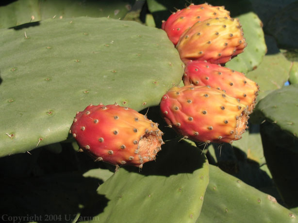 Photography by ZARUM-Artist Zarum his art music album and more-art-artists-paintings-artworks-songs-sculptures-photos-canadian-netherlands-spain