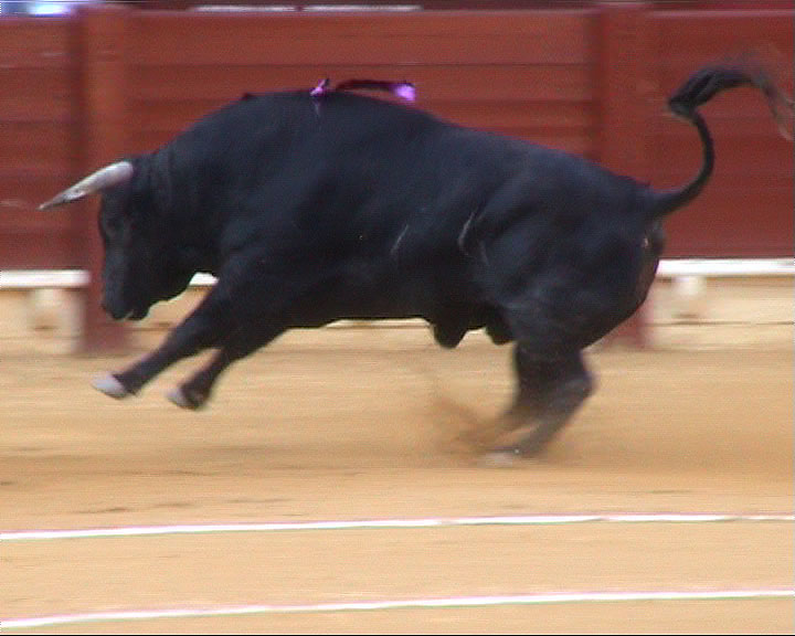 Photography by ZARUM-Artist Zarum his art music album and more-art-artists-paintings-artworks-songs-sculptures-photos-canadian-netherlands-spain